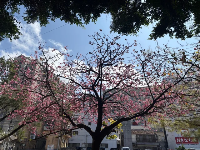 はいさい🌸

2月も今日が最後です👹
文字通り「2月は逃げる」ように去っていきましたね…

沖縄には一足先に春が来ています！
おきなわ屋本店裏手の「緑ヶ丘公園」にある桜も咲いていました🌸🌸🌸
国際通りへのお出かけのついでにお花見、いかがですか？

🌺おきなわ屋本店　那覇市牧志1-2-31
【営業時間】9:30～22:00
🌺おきなわ屋 市場　那覇市松尾2-8-29
【営業時間】9:30～21:30(土日のみ9:30~22:00)
🌺おきなわ屋 美浜店　北谷町字美浜9-2
【営業時間】10:00～21:30
🌺泡盛屋 国際店　那覇市松尾2-8-5
【営業時間】10:00～22:00
🌺泡盛屋 空港南店　那覇市鏡水150番地 2階(JAL側 搭乗口前)
【営業時間】7:00～20:30
🌺泡盛屋 北谷店　北谷町字美浜9-2
【営業時間】12:30～21:00　

#沖縄観光 #沖縄旅行 #那覇 #北谷 #美浜 #国際通り #おきなわ屋 #泡盛 #泡盛屋 #桜 #sakura #緑ヶ丘公園 #緋寒桜 #沖縄の桜